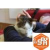 SPA : Nourrir un chat pendant 1 mois