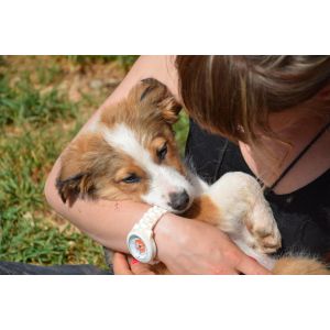 SPA : Nourrir un chien pendant 1 mois
