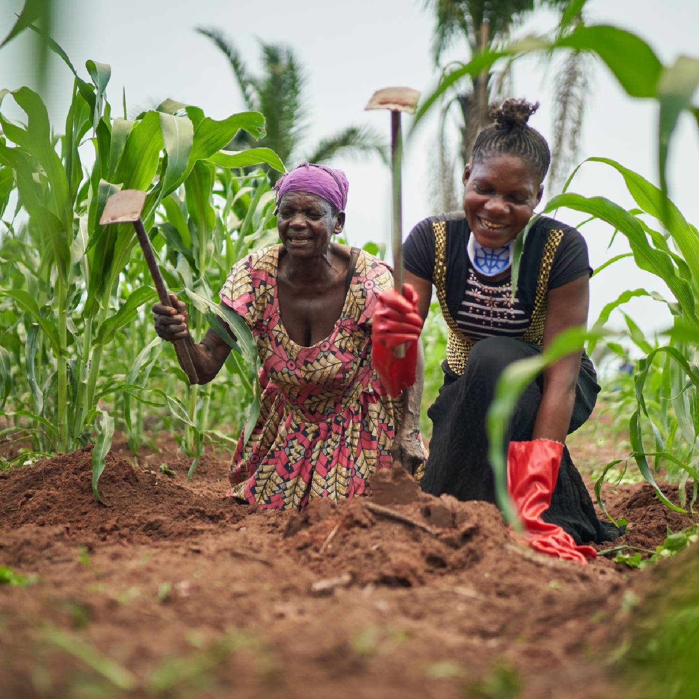 Action contre la Faim : Fournir 20 kg de semences de blé à une famille.