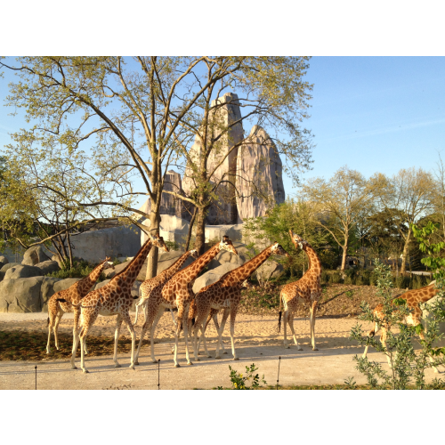 Parc Zoologique de Paris - Billet 1 jour Adulte (13 ans et plus)