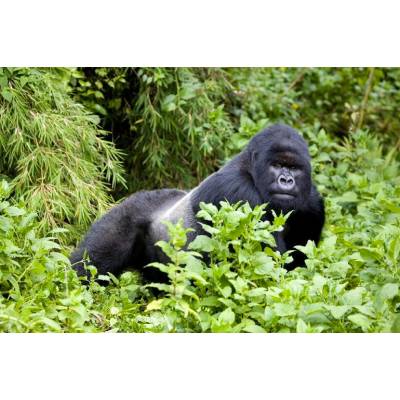 Gorilla : Parrainer un gorille