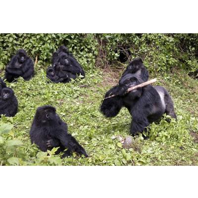 Gorilla : Achat d'un kit pour la surveillance  du parc et de ses gorilles