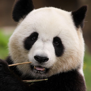 Donazione WWF
