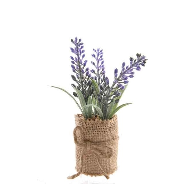 Lavendel i potte - 12 cm