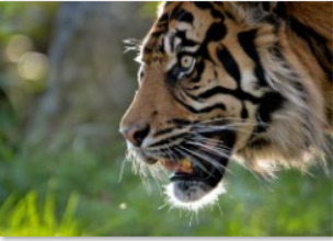 WWF - Tiger retten - Spende ab 20 EUR