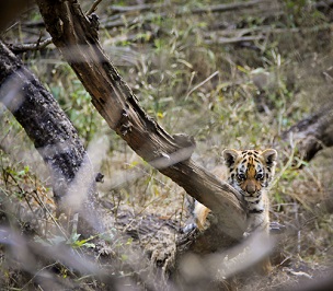 WWF - Tiger retten - Spende ab 25 CHF