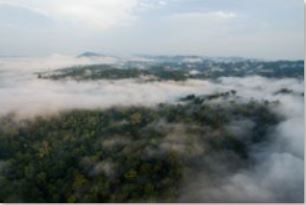 WWF - Klimaschutz: Retten Sie den Regenwald - Spende ab 20 EUR